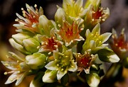 Sedum oregonenses - Oregon Stonecrop 4301_1